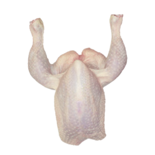 Whole bird without wings